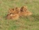 Lions having a bit of family time at Serengeti National Park